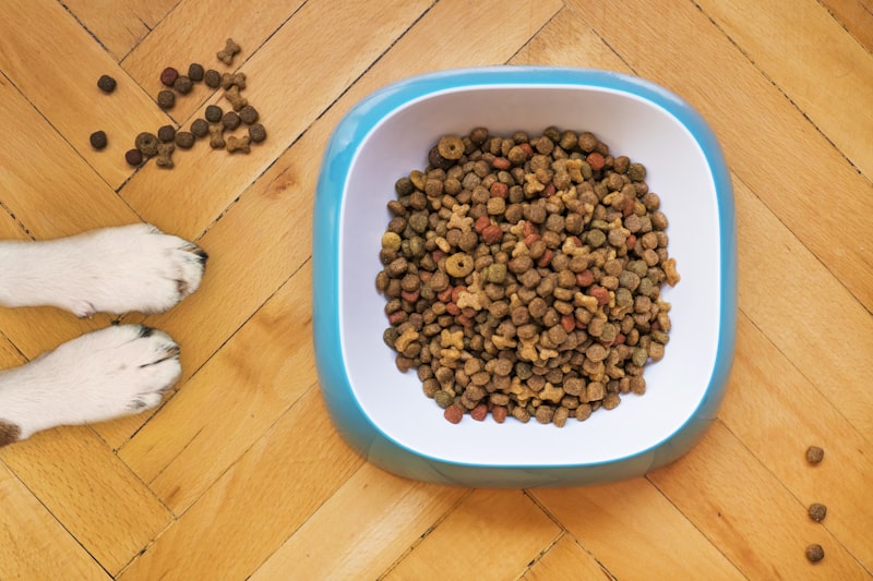 Dog Food Kibble Bowl