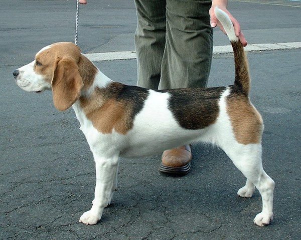 Breed Spotlight: Beagle