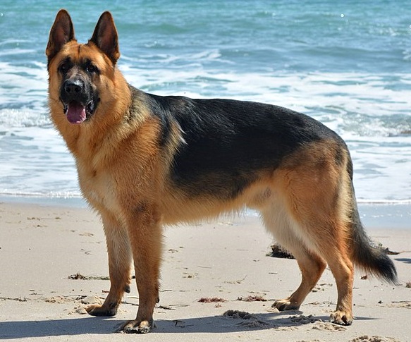 Breed Spotlight: German Shepherd