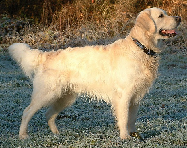 Breed Spotlight: Golden Retriever