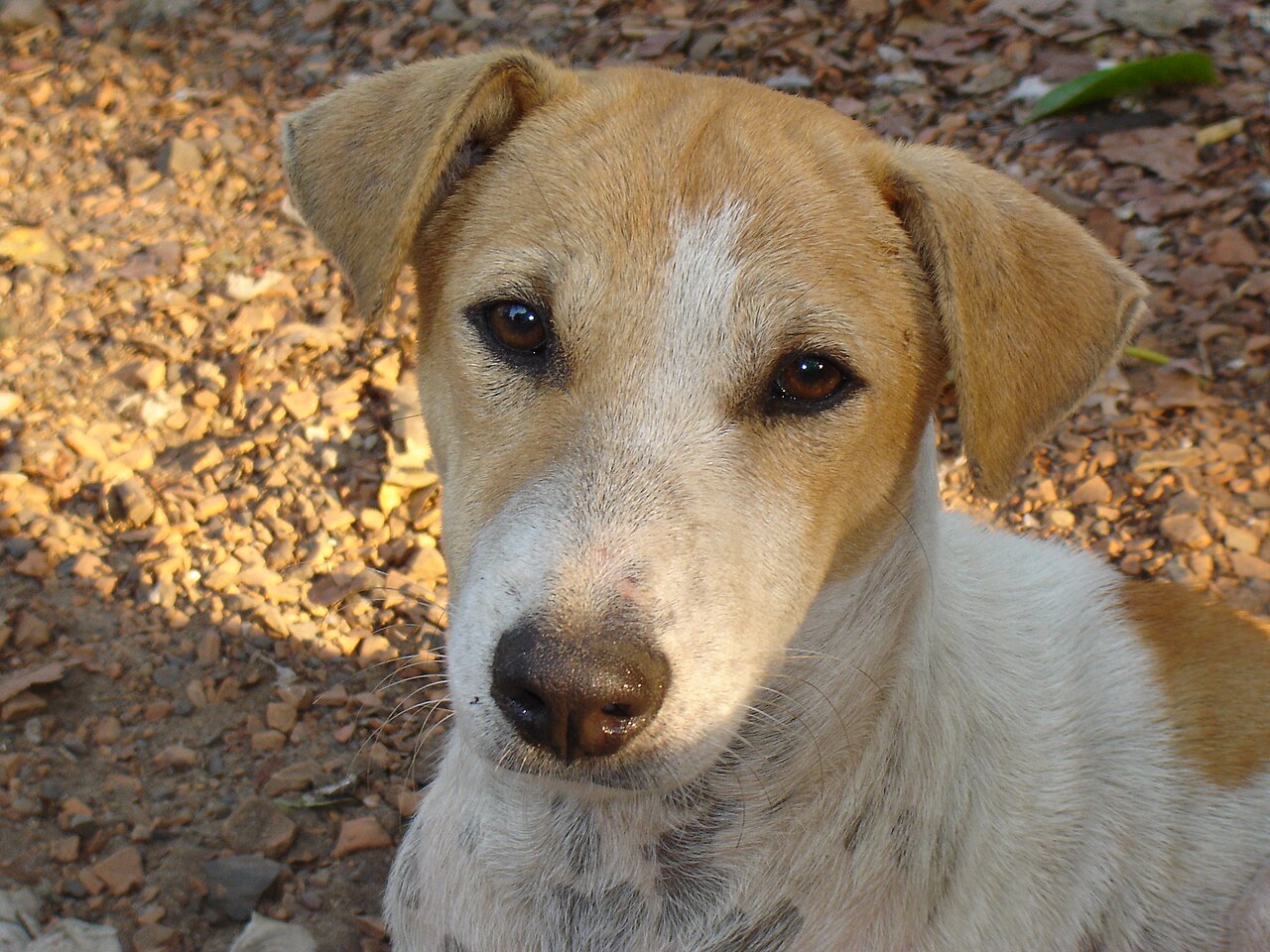 Breed Spotlight: Indian Pariah Dog (Indie)