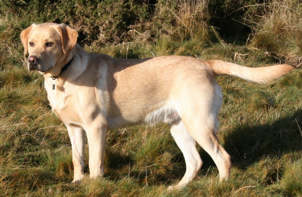 Breed Spotlight: LABRADOR RETRIEVER