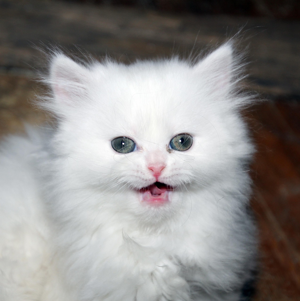 Breed Spotlight: Persian Cat
