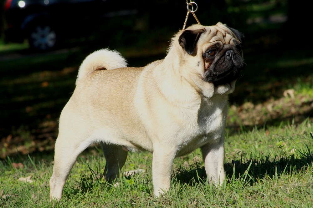 Breed Spotlight: PUG