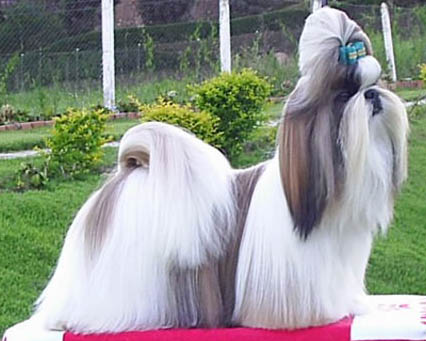 Breed Spotlight: SHIH TZU