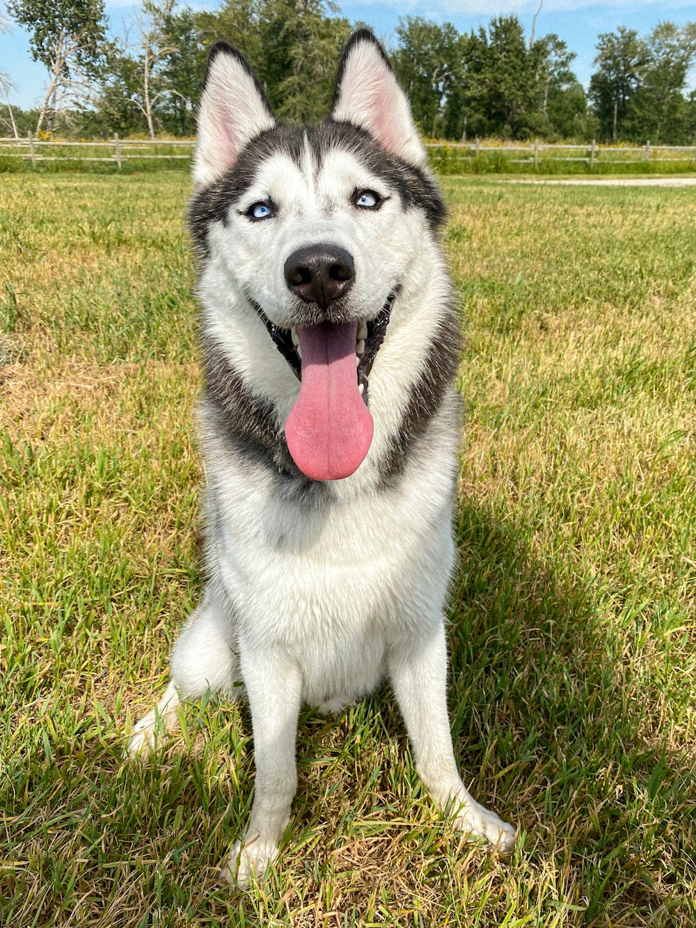 Breed Spotlight: Siberian Husky